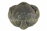 Long Enrolled Bumpy Morocops Trilobite - Morocco #252667-2